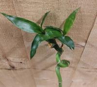 Levende Bamboe stok Lucky Dracaena met krul 50 cm kamerplant - Warentuin natuurlijk
