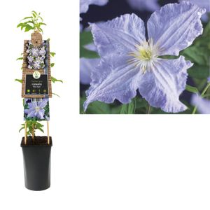 Klimplant Clematis Blue Angel 75 cm - Van der starre
