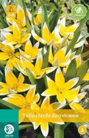 Tulipa Tarda 8 bollen - Jub Tulipa Tarda 8 bollen - Jub