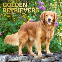 Golden Retriever Kalender 2026
