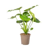 Monstera Deliciosa Tauerii Ø19cm - ↕70 - 90cm
