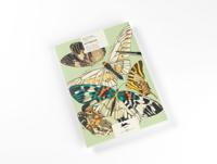 Butterflies (Hardback)