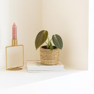 Philodendron Melanochrysum (mini) - P6