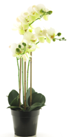 (Best) RT Phalaenopsis Bora x3 in pot 60cm white - Nova nature
