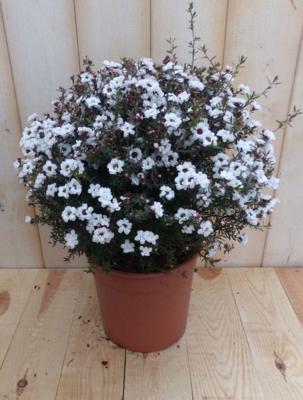 Leptospermum wit 30 cm Warentuin Natuurlijk - Warentuin natuurlijk