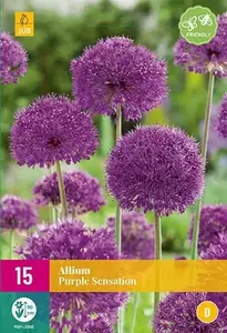 X 15 Allium Purple Sensation