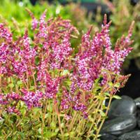 Moerings Rotala indica - Indische Rotala