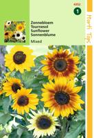 Helianthus cucumerifolius gemengd - Hortitops