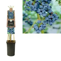 Klimplant Vaccinium Corymbosum Goldtraube - Blauwe Bessen
