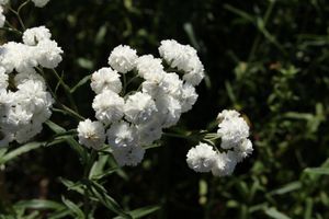 Duizendblad