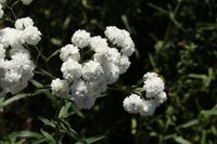 Duizendblad