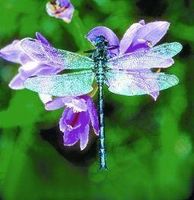 Dragonfly (libelle)