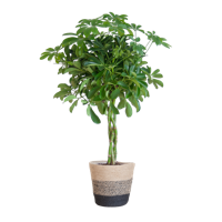 Schefflera Arab Nora met Mand Lissabon zwart - 70cm - Ø21