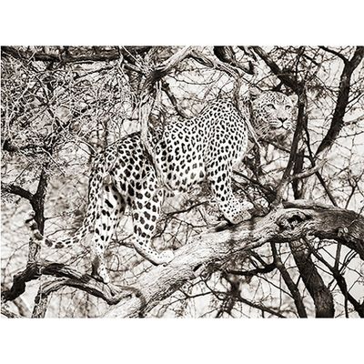 MondiArt Alu Leopard climb 1041172