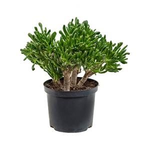 Crassula horntree S kamerplant