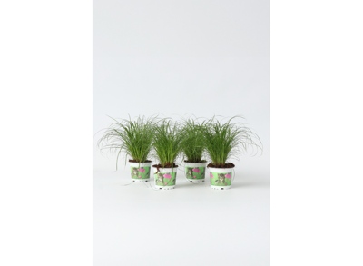 4 Cyperus Kattengras planten