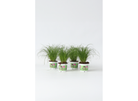 4 Cyperus Kattengras planten
