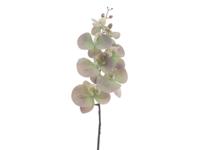 Kunstbloem phalaenopsis green, 90 cm - Hortus