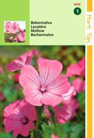Lavatera Trimestris Rose Rood - Hortitops