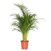 Kamerplant Dypsis Lutescens 'Areca palm'
