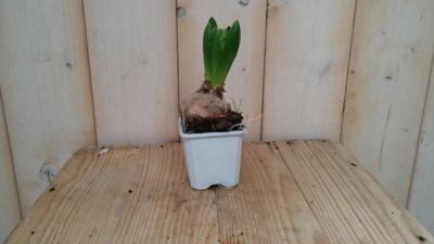 5 stuks! Bolletjes Hyacint wit in klein potje Voorjaarsbollen Warentuin Natuurlijk - Warentuin natuurlijk