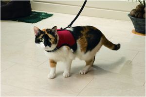 Beeztees Katten Loopharnas Comfort - Kattentuigje