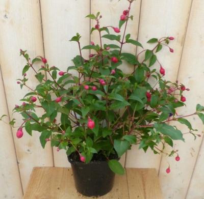 Fuchsia Donker-roze - Warentuin natuurlijk
