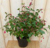 Fuchsia Donker-roze - Warentuin natuurlijk