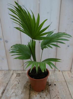 Waaierpalm Livistonia Rotundifolia 30 cm kamerplant Warentuin Natuurlijk - Warentuin natuurlijk