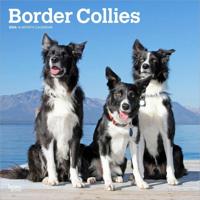 Border Collie Kalender 2026