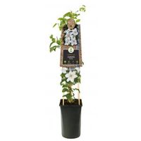 Grootbloemige Clematis Destiny 75 cm klimplant - thumbnail