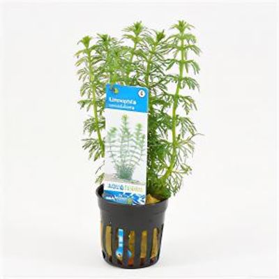 Limnophila sessiliflora
 - 6 stuks - aquarium plant