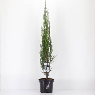 Juniperus scopulorum blue arrow 75 cm - Warentuin natuurlijk