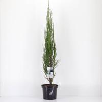 Juniperus scopulorum blue arrow 75 cm - Warentuin natuurlijk