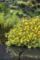 Moerashertshooi / Hypericum elodes Moerashertshooi / Hypericum elodes