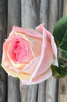 Enkele roos roze - Buitengewoon de boet