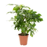 Monstera Minima (urban jungle) - P 15 cm