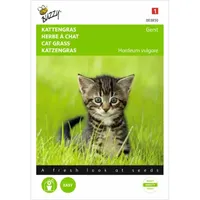Kattengras Gerst