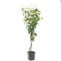 Pruimenboom (prunus domestica "Hauszwetsche") fruitbomen - In 7 liter pot - 1 stuks