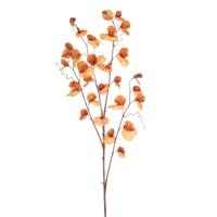 Lathyrus