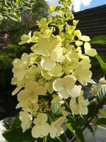Pluimhortensia - thumbnail