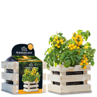 Baza garden box tumbling tom yellow Baza garden box tumbling tom yellow