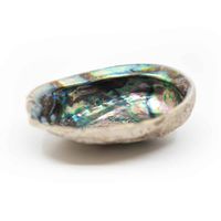 Abalone Schelp - Extra Groot - 10 tot 14 cm - thumbnail