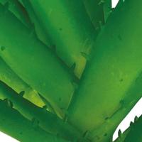 Repto Aquadistri plant aloe vera - Aquadistri