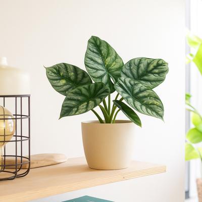 Alocasia Silver Dragon Variegata - P12