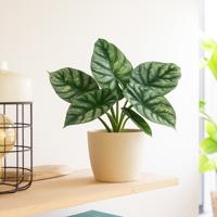 Alocasia Silver Dragon Variegata - P12