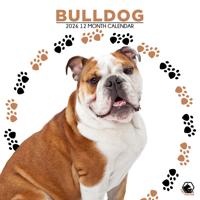 Engelse Bulldog Kalender 2026