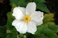 Anemone hybrida Honorine Jobert Samplant - Samplant