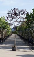 Sierpruim als leiboom Prunus cerasifera Nigra h 340 cm st. omtrek 16 cm st. h 220 cm - Warentuin Natuurlijk - thumbnail