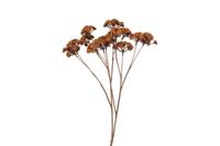 Kunstbloem Eupatorium L lichtbruin Countryfield - Countryfield